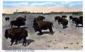 Photograph: Amarillo Buffalo Herd