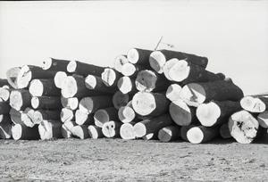Primary view of object titled 'Saw Logs'.