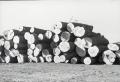 Thumbnail image of item number 1 in: 'Saw Logs'.