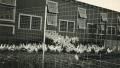 Photograph: H. A. Bump's Chickens