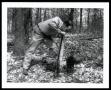 Photograph: Forestry. Proper Planting of Pine Seedling