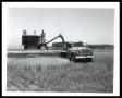 Photograph: Harvesting Wheat