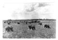 Photograph: Harvesting Wheat Near Oklahoma City