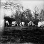 Primary view of Dawes Commission,"Wilson Camp - Doaksville," Choctaw Nation