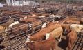 Photograph: Cattle Auction