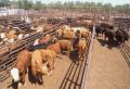 Photograph: Cattle Auction