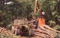 Photograph: Oklahoma Timber Industry