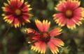 Photograph: Indian Blanket