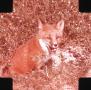Photograph: Red Fox