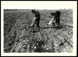 Primary view of object titled 'Picking Melons'.