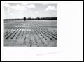 Photograph: Soy Bean Field in Need of Drainage