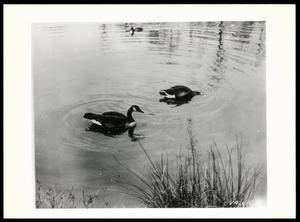 Primary view of object titled 'Canada Geese on Pond'.