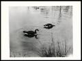Thumbnail image of item number 1 in: 'Canada Geese on Pond'.