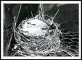 Photograph: Nesting Scissortail