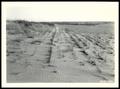 Photograph: Wind Erosioin on Cultivated Sand