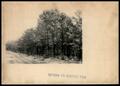 Photograph: Trees, Tree Farms, Woodlands, and Forests