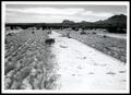 Photograph: Water Conservation; Water Erosion; Flooding and Prevention