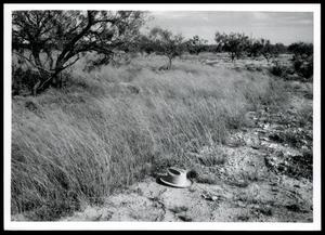 Primary view of object titled 'Land Clearance, Cultivation & Brush and Weed Control'.