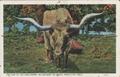 Postcard: "The Last of the Long Horns"