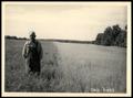 Photograph: Mr. Dickerson Standing in Hairy Vetch