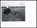Photograph: Cutting Oats and Vetch for Hay