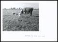 Photograph: Hereford Cattle Grazing