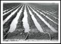 Photograph: Row Irrigation