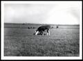Photograph: Hereford Cattle Grazing