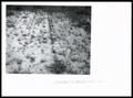 Photograph: 1957 Soil Bank Grass Planting