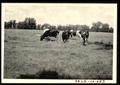 Photograph: J. H. Hanks Class I Land and Holstein Dairy Cattle