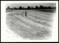 Photograph: An UNIDENTIFIED Man Surveying a Drainage Ditch