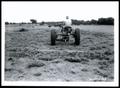 Photograph: UNIDENTIFED Man Using a Section Harrow to Separate the Bermudagrass R…
