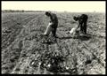 Photograph: Two UNIDENTIFED Workers Picking Melons From a Field/Muskogee Project