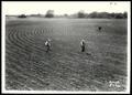 Photograph: Three UNIDENTIFED Farm Tenants Cultivating a Field of Cotton Planted …