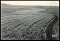 Photograph: Cotton, Oats and Corn Planted on the Contour in Strips in a Gently Sl…