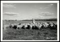 Photograph: Culbertson-Hansbro Ranch Sheep Herd