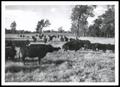 Photograph: Large Herd of Cattle on Blue River Bottomland Pasture