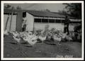 Photograph: West's Egg Laying Hens