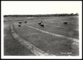 Photograph: Cows Grazing on A Contoured Furrowed Pasture/Stillwater Project