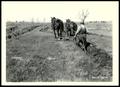 Thumbnail image of item number 1 in: 'UNIDENTIFIED Farmer Constructing Contour Ridges From Recently Retired Land/Muskogee Project/Checotah Camp'.