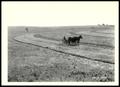 Photograph: UNIDENTIFIED Farmer Mowing Weeds Between Contour Ridges For Pasture I…