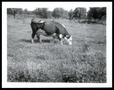 Photograph: Cow Grazing on Big Hop Clover on the Dick Elliott Farm