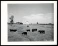 Photograph: Angus Bulls Grazing on Good Pasture