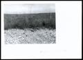 Thumbnail image of item number 1 in: 'Land Clearance, Cultivation & Brush and Weed Control'.