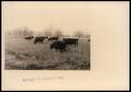Photograph: Livestock (and Grasses)