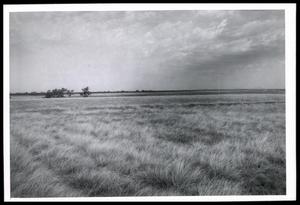 Primary view of object titled 'Grass, Legume and Forb Cultivation'.