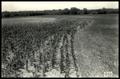 Photograph: Strip Cropping on the Contour With Cotton, Corn, and Alfalfa From Lef…