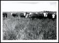 Photograph: Conservation Rotation Hay & Pasture with Cattle Grazing in Pasture