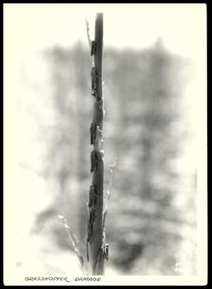 Primary view of object titled 'Grasshoppers on Corn Stalk on J. O. Godwin Farm'.