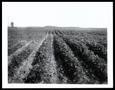 Photograph: Haskell County Soybeans